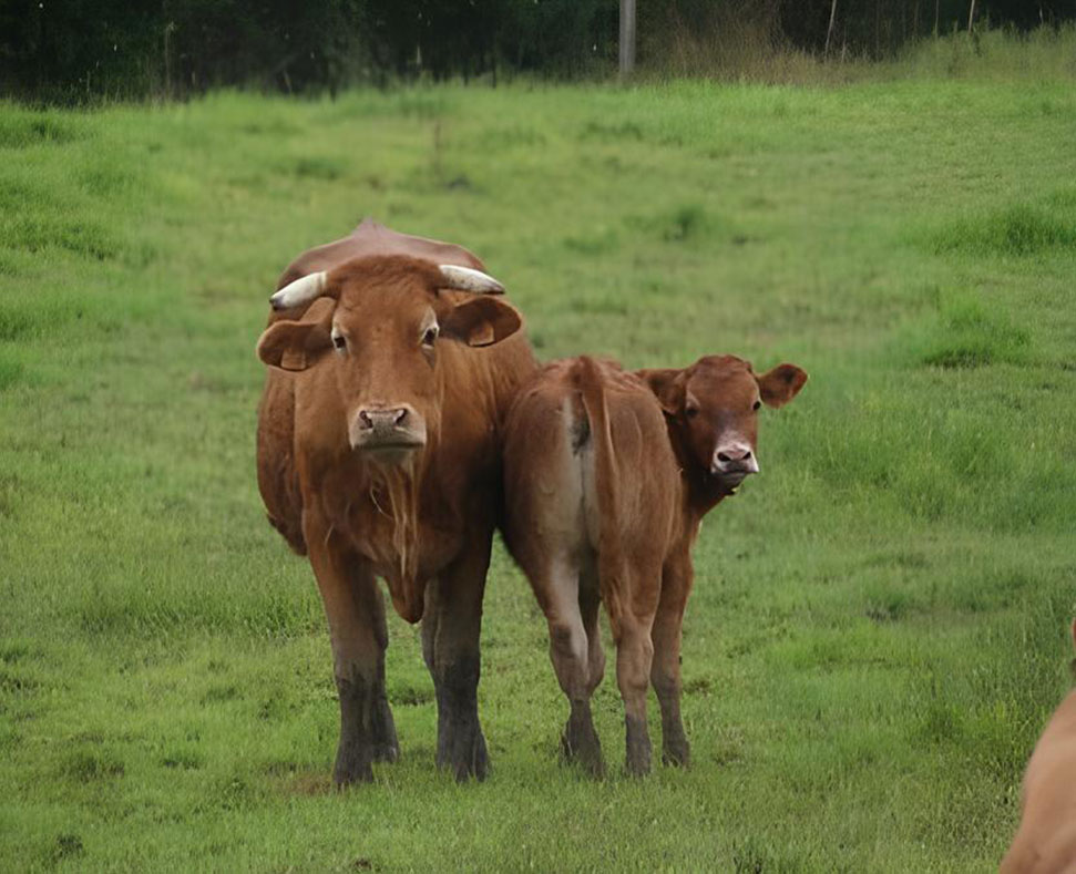 Caissette de viande en Haute-Vienne