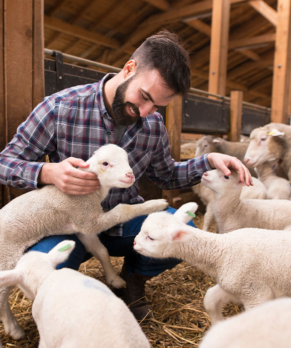 Caissette de viande en Haute-Vienne
