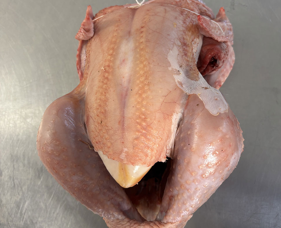 Vente de poulet sans hormones à Aixe-sur-Vienne