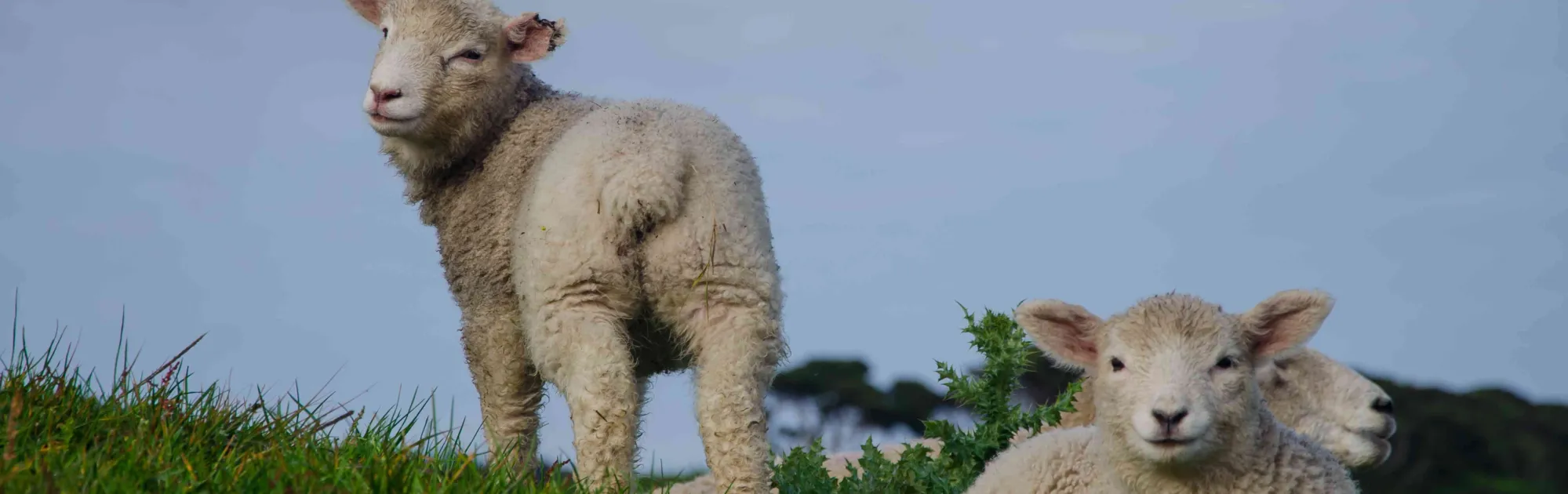 Gaec Rougerie Coudert